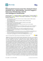 Mitochondrial genomes from New Zealand's extinct adzebills (Aves: Aptornithidae: Aptornis) support a sister-taxon relationship with the Afro-Madagascan Sarothruridae