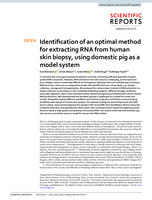 Identification of an optimal method for extracting RNA from human skin biopsy, using domestic pig as a model system