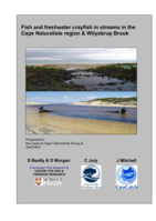 Fish and freshwater crayfish in streams in the Cape Naturaliste region and Wilyabrup Brook
