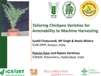 Tailoring chickpea varieties for amenability to machine harvesting