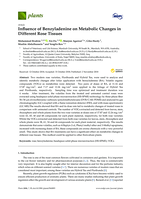 Influence of benzyladenine on metabolic changes in different rose tissues