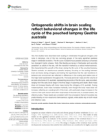 Ontogenetic shifts in brain scaling reflect behavioral changes in the life cycle of the pouched lamprey Geotria australis