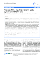 Analysis of Wnt signaling β-catenin spatial dynamics in HEK293T cells