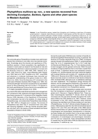 Phytophthora multivora sp. nov., a new species recovered from declining Eucalyptus, Banksia, Agonis and other plant species in Western Australia
