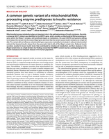 A common genetic variant of a mitochondrial RNA processing enzyme predisposes to insulin resistance