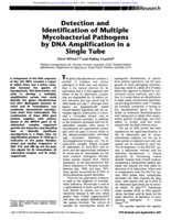 Detection and identification of multiple mycobacterial pathogens by DNA amplification in a single tube