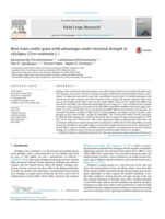 Root traits confer grain yield advantages under terminal drought in chickpea ( Cicer arietinum L.)