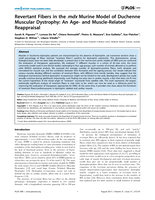 Revertant Fibers in the mdx Murine Model of Duchenne Muscular Dystrophy: An Age- and Muscle-Related reappraisal