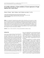 Are giraffes pollinators or flower predators of Acacia nigrescens in Kruger National Park, South Africa?