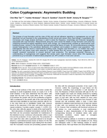 Colon cryptogenesis: Asymmetric budding