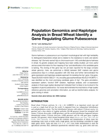 Population genomics and haplotype analysis in bread wheat identify a gene regulating glume pubescence