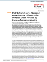 Distribution of nerve fibers and nerve-immune cell association in mouse spleen revealed by immunofluorescent staining