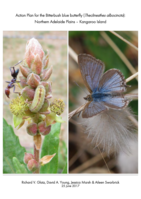 Action Plan for the Bitterbush blue butterfly (Theclinesthes albocincta): Northern Adelaide Plains – Kangaroo Island