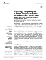 Peg biology: Deciphering the molecular regulations involved during peanut peg development