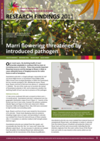 Marri flowering threatened by introduced pathogen