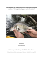 Does aquaculture diet composition influence the nutrition retention and condition of wild-caught Acanthopagrus butcheri broodstock?