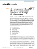 p62 overexpression induces TDP-43 cytoplasmic mislocalisation, aggregation and cleavage and neuronal death