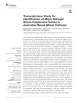 Transcriptomic study for identification of major nitrogen stress responsive genes in Australian bread wheat cultivars