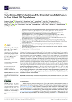 Yield-related QTL clusters and the potential candidate genes in two wheat DH populations