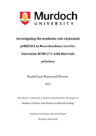 Investigating the symbiotic role of plasmid pMESCI01 in Mesorhizobium ciceri bv. biserrulae WSM1271 with Biserrula pelecinus