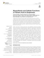 Biosynthesis and cellular functions of tartaric acid in grapevines