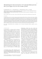 Morphological characterization of Cryptosporidium parvum life-cycle stages in an in vitro model system