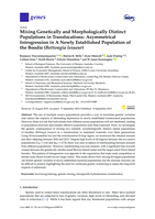 Mixing genetically and morphologically distinct populations in translocations: Asymmetrical introgression in a newly established population of the Boodie (Bettongia lesueur)