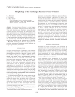 Morphology of the rust fungus Puccinia boroniae revisited