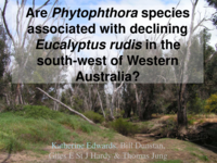 Phytophthora species associated with declining Eucalyptus rudis (Flooded gum) in Western Australia