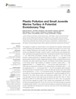 Plastic pollution and small juvenile marine Turtles: A potential evolutionary trap