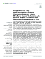 Single stranded fully Modified-Phosphorothioate oligonucleotides can induce structured nuclear inclusions, alter nuclear protein localization and disturb the transcriptome In Vitro