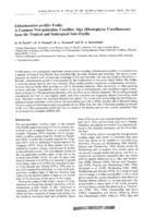 Lithothamnion prolifer Foslie: A common non-geniculate coralline alga (Rhodophyta: Corallinaceae) from the tropical and subtropical Indo-Pacific