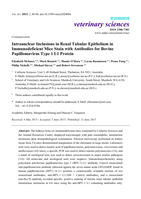 Intranuclear inclusions in renal tubular epithelium in immunodeficient mice stain with antibodies for bovine papillomavirus type 1 L1 protein