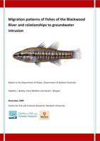 Migration patterns of fishes of the Blackwood River and relationships to groundwater intrusion
