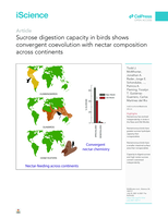 Sucrose digestion capacity in birds shows convergent coevolution with nectar composition across continents