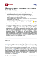 Identification of novel yellow fever Class II epitopes in YF-17D vaccinees