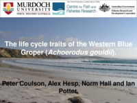 The temperate labrid, Achoerodus gouldii, is a protogynous hermaphrodite with exceptional longevity, late maturity, and late sex change: management implications