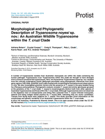 Morphological and phylogenetic description of Trypanosoma noyesi sp. nov.: An Australian wildlife trypanosome within the T. cruzi clade