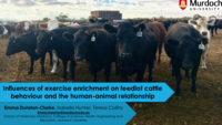 Influences of exercise enrichment on feedlot cattle behaviour and the human-animal relationship