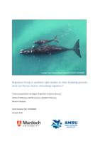Migratory timing in southern right whales on their breeding grounds: What are the key factors stimulating migration?
