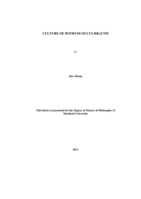 Culture of Botryococcus Brauni