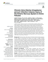 Chronic Intra-uterine ureaplasma parvum infection induces injury of the enteric nervous system in ovine fetuses