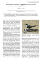 A necrophilic copulation by a Bridled Tern Onychoprion anaethetus