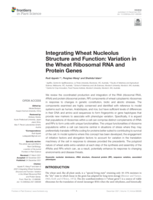 Integrating wheat nucleolus structure and function: Variation in the wheat ribosomal RNA and protein genes