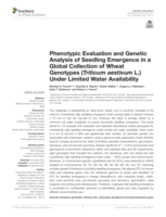 Phenotypic evaluation and genetic analysis of seedling emergence in a global collection of wheat genotypes (Triticum aestivum L.) under limited water availability