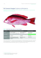 Crimson Snapper Lutjanus erythropterus,  In M Flood, I Stobutzki, J Andrews, G Begg, W Fletcher, C Gardner, J Kemp, A Moore, A O'Brien, R Quinn, J Roach, K Rowling, K Sainsbury, T Saunders, T Ward & M Winning (eds), Status of key Australian fish stocks reports 2012