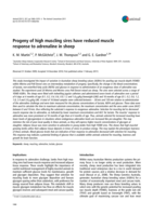Progeny of high muscling sires have reduced muscle response to adrenaline in sheep
