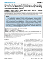 Molecular mechanisms of HMW glutenin subunits from 1Sl genome of Aegilops longissima positively affecting wheat breadmaking quality