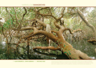 Marvellous mangroves