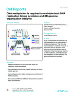 DNA methylation is required to maintain both DNA replication timing precision and 3D genome organization integrity